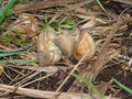 Mating games in snails