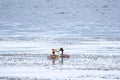 Mating games of two water birds Great Crested Grebes. Two waterfowl birds Great Crested Grebes swim in the lake with heart shaped