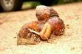 Mating Garden snails Royalty Free Stock Photo