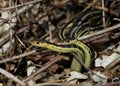 Mating Garter Snakes