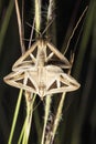 Mating of Geometric moth, Grammodes geometrica at Satara, Maharashtra Royalty Free Stock Photo