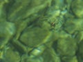 Mating Gerridae Water bugs pond skaters jesus bug