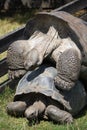 Mating gigant tortoises Royalty Free Stock Photo