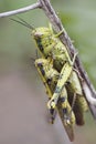 Mating grasshopper Royalty Free Stock Photo