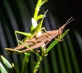 Mating of grasshopper in home garden. Royalty Free Stock Photo