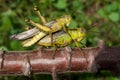 Mating grasshopper Royalty Free Stock Photo
