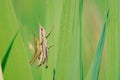 mating grasshopper Royalty Free Stock Photo