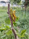 Mating Grasshopper on a tree Royalty Free Stock Photo