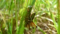 Mating grasshoppers on a stalk Royalty Free Stock Photo