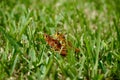 Orange grasshoppers mating Royalty Free Stock Photo
