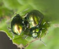 Mating Green dock beetles, Gastrophysa viridula Royalty Free Stock Photo