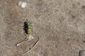 Mating green tiger beetles on a sandy surface Veluwe, The Netherlands Royalty Free Stock Photo