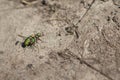 Mating green tiger beetles on a sandy surface Veluwe, The Netherlands Royalty Free Stock Photo