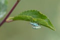 Mating green weevils under leaf edge, macro close up with soft blurred background Royalty Free Stock Photo