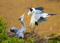 The Mating Grey Heron