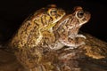 Mating guttural toads Royalty Free Stock Photo