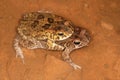 Mating guttural toads Royalty Free Stock Photo