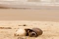 Mating Hookers sealions taking a nap on beach Royalty Free Stock Photo