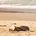 Mating Hookers sealions taking a nap on beach Royalty Free Stock Photo