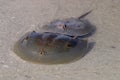 Mating Horseshoe Crabs in Fort De Soto State Park, Florida. Royalty Free Stock Photo