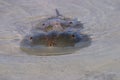 Mating Horseshoe Crabs in Fort De Soto State Park, Florida. Royalty Free Stock Photo