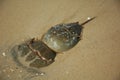 Mating Horseshoe crabs in New Jersey Delaware Bay Royalty Free Stock Photo