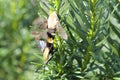 Mating Hummingbird Moth