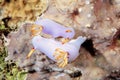 Mating Hypselodoris bullocki nudibranchs Royalty Free Stock Photo