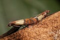 Mating of Indian meal moth pest, Plodia interpunctella