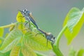 Mating Insectivorous Tabanus Royalty Free Stock Photo