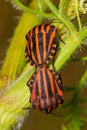 Mating insects. Summer time on a Field: Striped shield bug Graphosoma lineatum mating