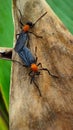 Mating insects to carry on there generation