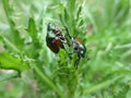 Mating Japanese Beetles