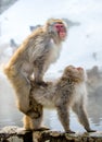Mating Japanese macaques. Natural hot springs in Winter season. The Japanese macaque Scientific name: Macaca fuscata, also