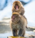 Mating Japanese macaques. Scientific name: Macaca fuscata, also