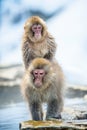 Mating Japanese macaques. Natural hot springs in Winter season.