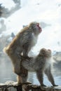 Mating Japanese macaques. Scientific name: Macaca fuscata