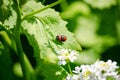 Mating ladybug in green leaves closeup Bright spring nature