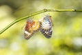 Mating Leopard lacewing Cethosia cyane euanthes butterfly hang Royalty Free Stock Photo