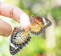 Mating Leopard lacewing & x28;Cethosia cyane euanthes& x29; butterfly hang Royalty Free Stock Photo