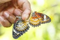 Mating Leopard lacewing & x28;Cethosia cyane euanthes& x29; butterfly hang Royalty Free Stock Photo