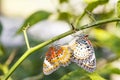 Mating Leopard lacewing & x28;Cethosia cyane euanthes& x29; butterfly hang Royalty Free Stock Photo