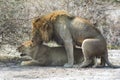 Mating lions Royalty Free Stock Photo