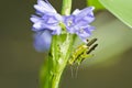 Mating Locust (Oxya japonica)