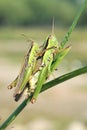 Mating locust