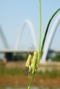 Mating locust