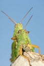 Mating locust