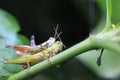 Mating locust under plant