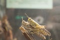 Mating locust at the zoo behind glass