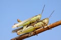 Mating locusts Royalty Free Stock Photo